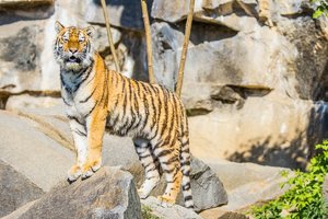 comp_Tierpark 10.05.2016-1662.jpg
