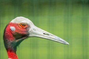 comp_Tierpark 10.05.2016-1907.jpg