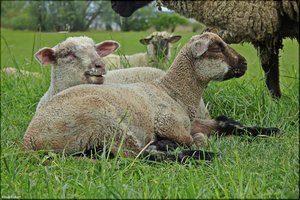 158 Das Alte Land.jpg