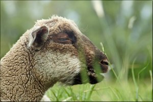 160 Das Alte Land.jpg