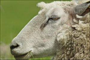 165 Das Alte Land.jpg