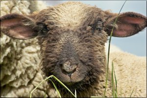 166 Das Alte Land.jpg