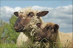 167 Das Alte Land.jpg