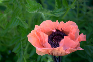 2016-05-21 17-08-22 (B,Radius50,Smoothing4).jpg 2016-05-21 17-08-22 (B,Radius50,Smoothing4).jpg