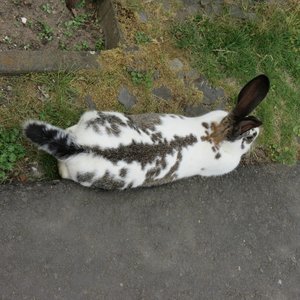 comp_klIMG_9084.jpg comp_klIMG_9084.jpg