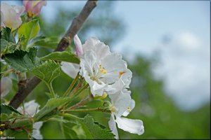 026 Das Alte Land.jpg