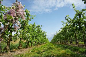 052 Das Alte Land.jpg