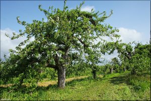 036 Das Alte Land.jpg