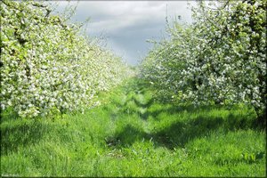 054 Das Alte Land.jpg