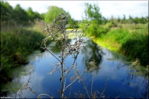 019 Das Alte Land.jpg