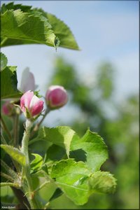 046 Das Alte Land.jpg