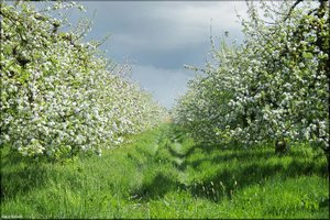 062 Das Alte Land.jpg