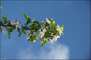 043 Das Alte Land.jpg