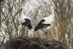 Small_DSC_14837.jpg Small_DSC_14837.jpg