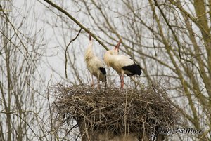 Small_DSC_14936.jpg Small_DSC_14936.jpg