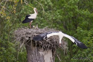 Small_DSC_015528.jpg Small_DSC_015528.jpg