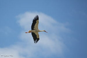 DM9A0181.jpg DM9A0181.jpg