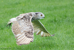 DM9A0222.jpg DM9A0222.jpg