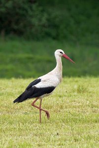 storch004_kl.JPG