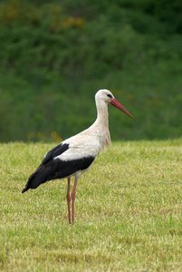 storch005_kl.JPG