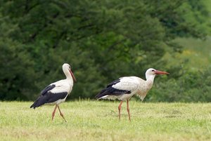 storch006_kl.JPG