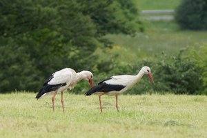 storch008_kl.JPG