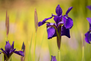 2016 05 30_2290_bearbeitet-2.jpg