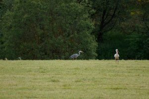 storch009.JPG