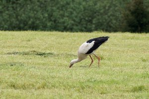 storch010a.JPG