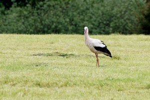 storch010c.JPG