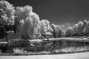 comp_IMG_2908++.jpg comp_IMG_2908++.jpg