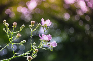 20160615-DSCF0922-2 bearb..jpg