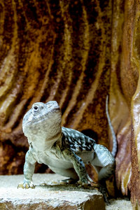 Blauer Felsenleguan.jpg Blauer Felsenleguan.jpg