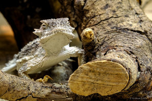 Krötenechse.jpg Krötenechse.jpg