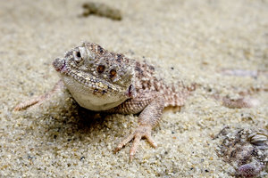 Krötenkopfagame.jpg Krötenkopfagame.jpg