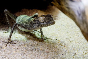 Spinnengecko.jpg Spinnengecko.jpg