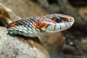 Strumpfbandnatter .jpg Strumpfbandnatter .jpg