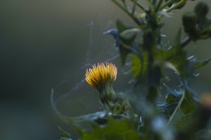 Forum SDIM0734 SD14 + Viv 2,8 135mm CF (c) PPf.jpg