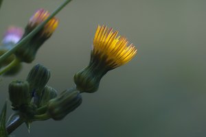 Forum SDIM0736 SD14 + Viv 2,8 135mm CF (c) PPf.jpg