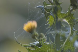 Forum SDIM0741 SD14 + Viv 2,8 135mm CF (c) PPf.jpg