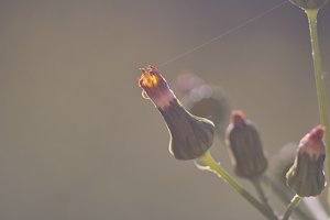 Forum SDIM0769 SD14 + Viv 2,8 135mm CF mse (c) PPf.jpg