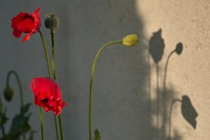 Forum SDIM0781 SD14 + Viv 2,8 135mm CF (c) PPf.jpg