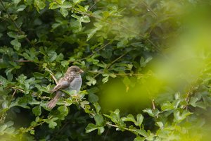 Forum SDIM0743 (c) PPf.jpg