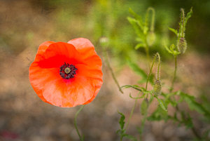 Klatschmohn (1 von 1).jpg Klatschmohn (1 von 1).jpg