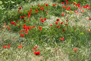 Mohn (1 von 2).jpg Mohn (1 von 2).jpg