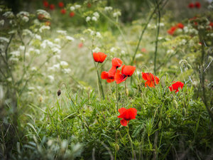 Mohn (2 von 2).jpg Mohn (2 von 2).jpg