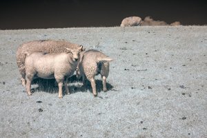 comp_IMG_8185.jpg comp_IMG_8185.jpg