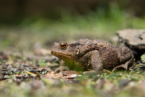 2016 06 26_2894_bearbeitet-2.jpg 2016 06 26_2894_bearbeitet-2.jpg