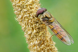 2016-07-03 14-20-35 (B,Radius30,Smoothing1)-2.jpg