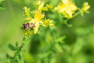 20160626-DSCF1009-2 bearb..jpg